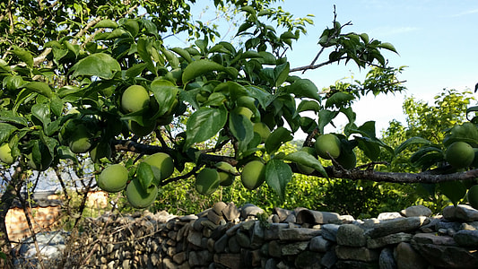 selective focus photography of green fruit thumbnail