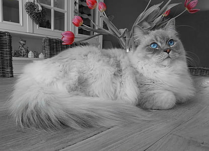 long-fur white and gray cat laying on floor thumbnail