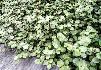 Green Jade Plant Lot thumbnail