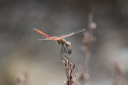 selective focus photography of dragonfly thumbnail