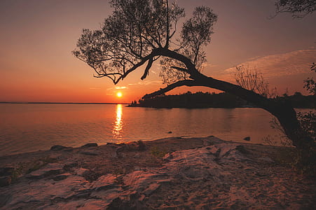 silhouette photography of tree near body of water thumbnail