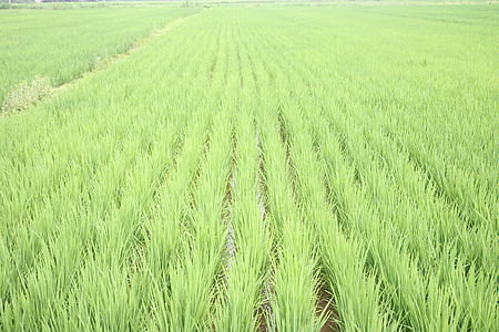 rice field thumbnail