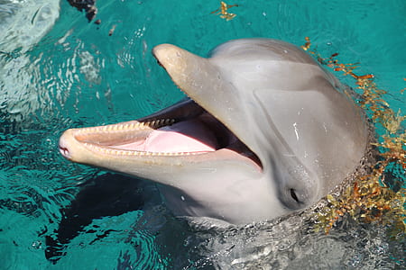 grey dolphin in clear body water during daytime thumbnail