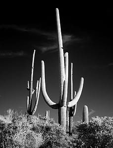 grayscale photo of cactus surrounded with plants thumbnail