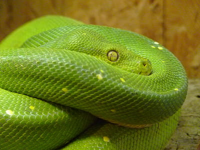 green vine snake thumbnail