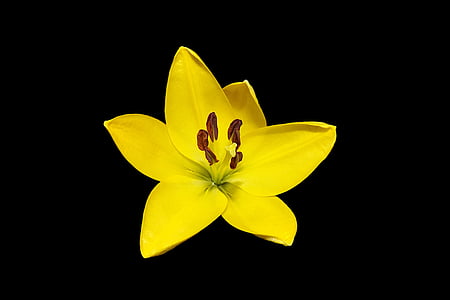 yellow petaled flowers thumbnail