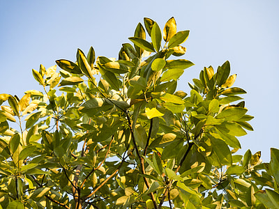 green leafed tree thumbnail