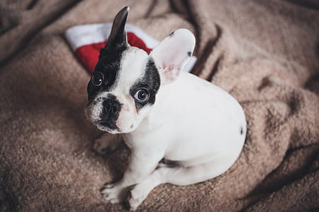 white and black French bulldog puppy on brown textile thumbnail