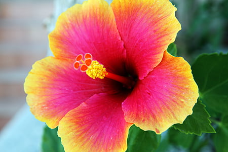 close-up photography of red and yellow hibiscus in bloom thumbnail