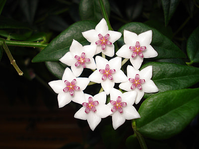Hoya Bella, Porcelain Flowers thumbnail