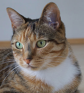 photo of brown tabby cat thumbnail