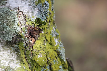 Moss On Tree thumbnail