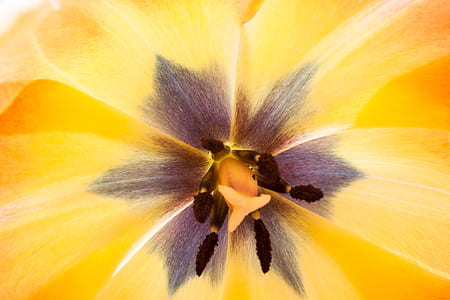 macro photography of yellow flower thumbnail