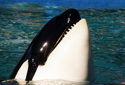 orca on body of water thumbnail