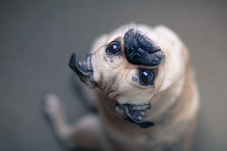 Confused Pug Photo thumbnail