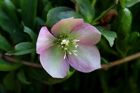 purple and white flower thumbnail
