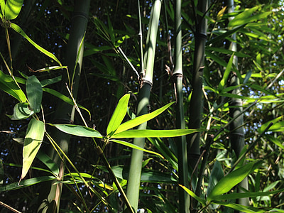 green bamboo grass thumbnail