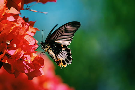 selective focus photography of black butterfly perching on red leaf thumbnail