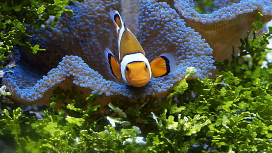underwater photo of clownfish thumbnail