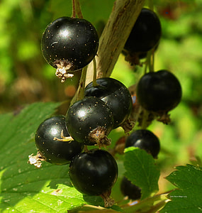 close-up photography of blackberries thumbnail