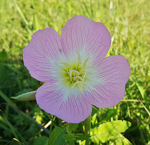 Primrose, Evening Primrose thumbnail