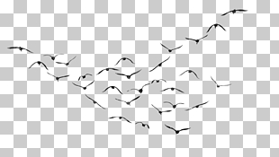 Bird PicsArt Photo Studio , Birds Transparent PNG clipart