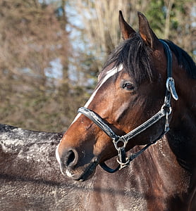brown horse thumbnail