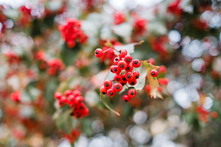 red berry fruits thumbnail
