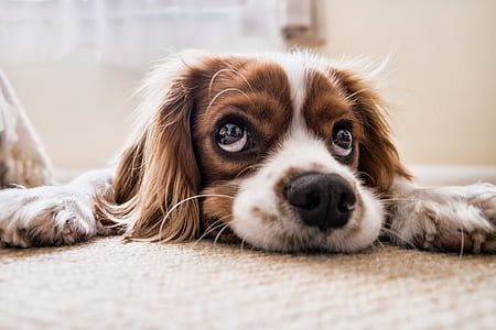 white and red Cavalier King Charles spaniel puppy thumbnail
