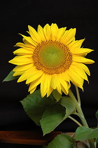 sunflower thumbnail