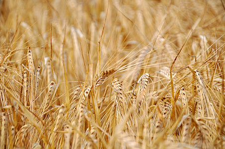 brown wheat field at daytime thumbnail