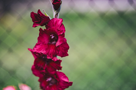 Flowers, fruits and vegetables in the garden thumbnail