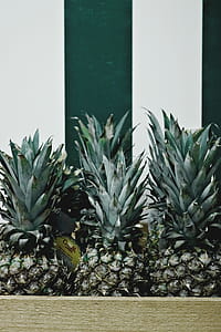 Close-up Photo of Pineapple Fruits thumbnail
