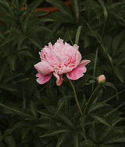 Peonies 2 thumbnail