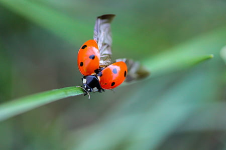 selective focus of orange and black ladybug perch on green plant thumbnail