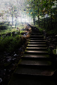 Gray Concrete Stairs Leading to Trees thumbnail