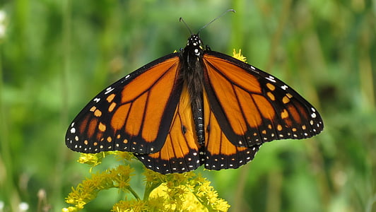 brown and white butterfly perched on yellow flower thumbnail