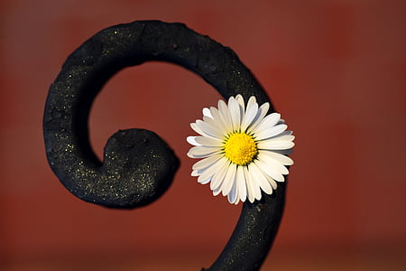 daisy with black frame thumbnail