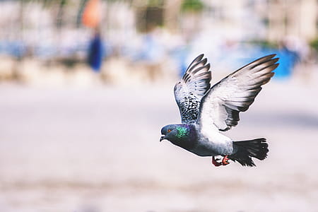 Flying Pigeon Bird thumbnail