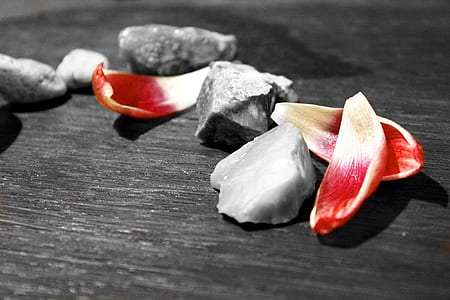 selective color photography of red petals and stones thumbnail