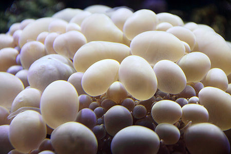 Bubble Coral thumbnail