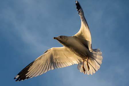 gray and black flying bird during daytime thumbnail