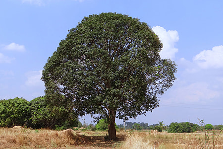 Mango Tree, Mangifera Indica thumbnail