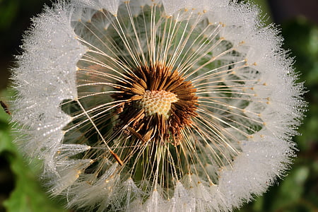 close-up photography of white dandelion thumbnail