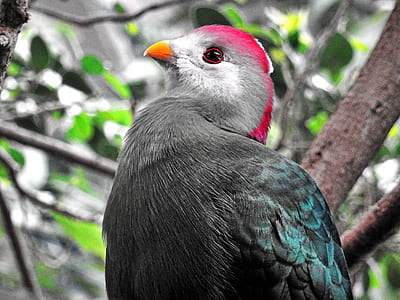 wood, nature, bird, animal thumbnail