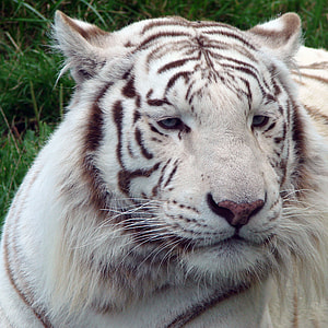 white tiger close up shot thumbnail