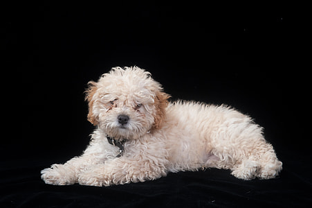 soft-coated wheaten terrier puppy on black surface thumbnail