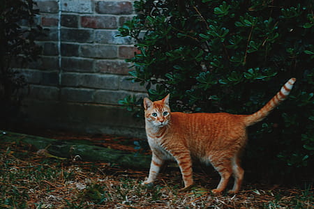 orange tabby cat beside the green leafed plant thumbnail