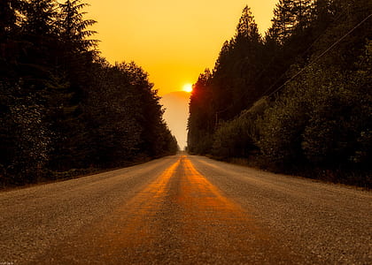 roadway between trees during golden hour thumbnail