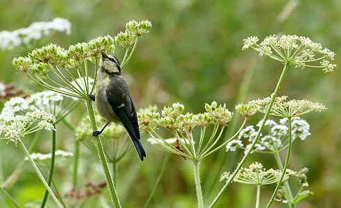 small beak black bird perched on plant thumbnail
